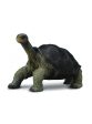 COLLECTA TORTOISE PINTA ISLAND GEORGE on Sale